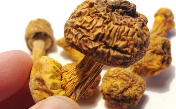 巴西菇、姬松茸烘干機-怎樣烘干色澤好且菇體褶片完整？